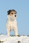 Parson Russell Terrier im Schnee / prt in snow