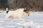 Parson Russell Terrier rennt durch den Schnee / prt running through snow