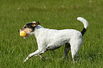 spielender Parson Russell Terrier / playing PRT