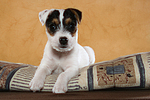 liegender Parson Russell Terrier Welpe / lying PRT puppy