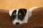 liegender Parson Russell Terrier Welpe / lying PRT puppy