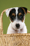 Parson Russell Terrier Welpe Portrait / PRT puppy portrait