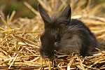 Löwenköpfchen / lion-headed bunny