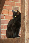 Hauskatze / domestic cat