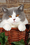 Britisch Kurzhaar / british shorthair