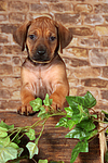 Rhodesian Ridgeback Welpe / rhodesian ridgeback puppy