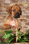 Rhodesian Ridgeback Welpe / rhodesian ridgeback puppy