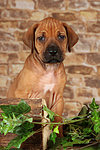 Rhodesian Ridgeback Welpe / rhodesian ridgeback puppy