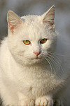 weiße Hauskatze / white domestic cat