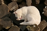 Hauskatze putzt sich / domestic cat is preening itself