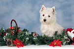 sitzender West Highland White Terrier Welpe / sitting West Highland White Terrier Puppy