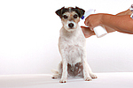 Parson Russell Terrier