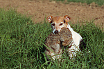 Parson Russell Terrier