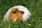 Crested Meerschwein / crested guninea pig