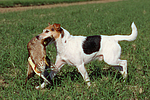 Parson Russell Terrier