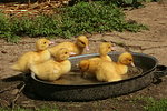 junge Warzenenten / young muscovy ducks