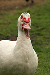 Warzenente / muscovy duck