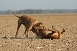 Rhodesian Ridgebacks