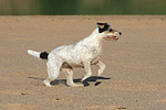 rennender Parson Russell Terrier / running PRT