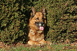 liegender Deutscher Schäferhund / lying German Shepherd