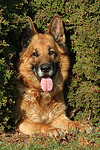 liegender Deutscher Schäferhund / lying German Shepherd