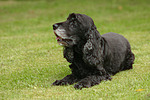 Cocker Spaniel