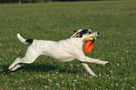 Parson Russell Terrier