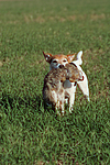 Parson Russell Terrier