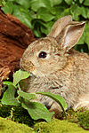 junges Zwergkaninchen / young dwarf rabbit