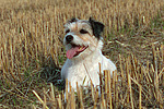 liegender Parson Russell Terrier / lying PRT