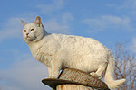 weiße Hauskatze / white domestic cat