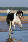 spielender Border Collie am Strand / playing Border Collie at beach