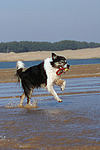 spielender Border Collie am Strand / playing Border Collie at beach