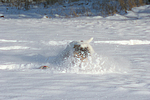 Parson Russell Terrier rennt durch den Schnee / prt running through snow