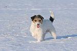 Parson Russell Terrier im Schnee / prt in snow