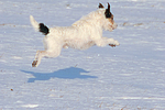 Parson Russell Terrier rennt durch den Schnee / prt running through snow