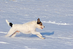 Parson Russell Terrier rennt durch den Schnee / prt running through snow