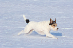 Parson Russell Terrier rennt durch den Schnee / prt running through snow