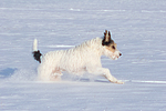 Parson Russell Terrier rennt durch den Schnee / prt running through snow