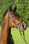 Warmblut Portrait / warmblood portrait