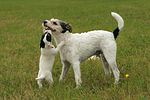 2 Parson Russell Terrier