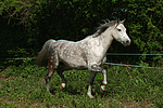 Deutsches Reitpony / pony