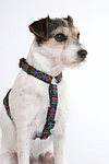 Parson Russell Terrier