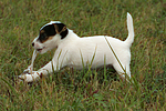 spielender Parson Russell Terrier Welpe / playing PRT puppy