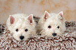 liegender West Highland White Terrier Welpe / lying West Highland White Terrier Puppy