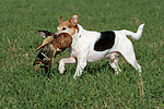 Parson Russell Terrier