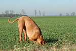 buddelnder Rhodesian Ridgeback / digging Rhodesian Ridgeback