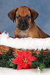 Rhodesian Ridgeback Welpe / rhodesian ridgeback puppy