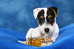 Parson Russell Terrier Welpe / parson russell terrier puppy