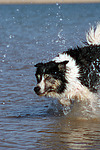 Border Collie rennt durchs Wasser / running Border Collie